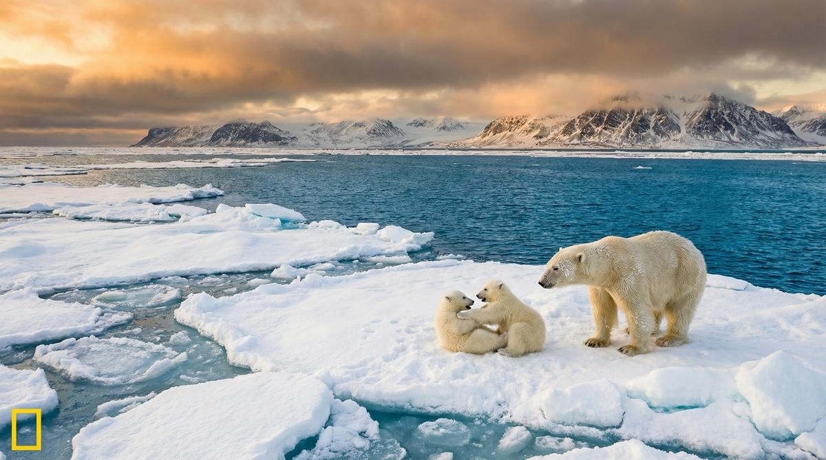 大象传媒北极熊视频